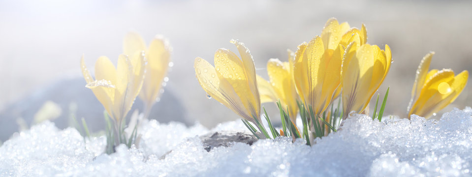 Crocuses grow on snow on a spring sunny day in the open ground. Coloring a composition of yellow flowers and a stone under bright rays, a template for a postcard.