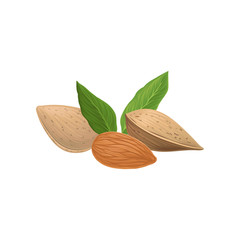 Delicious almond nuts and green leaves. Organic and healthy food. Vegetarian nutrition. Realistic hand drawn icon. Vector design for product packing