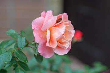 The bee hides from the rain in the rose petals