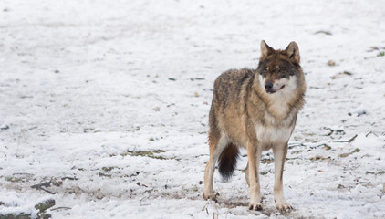 eurasian Wolf in a winter snowy forest