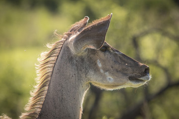 A Portrait of a Kudu