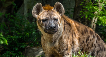 hyena in a zoo