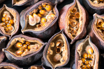 getrocknete und aufgeplatzte Pflanzenkaspeln als Textur