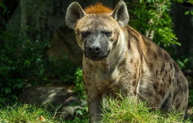 Runde Wanddeko Tieren Hyäne im Zoo