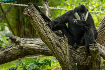 dark handed gibbon
