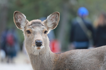 deer in the nara park,Japan