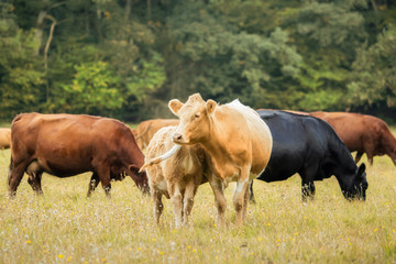 Fototapeta premium Many beautiful cows out in the pasture