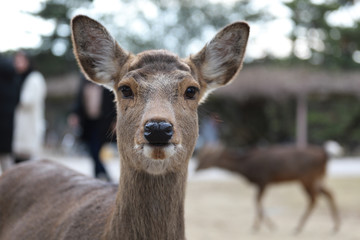Naklejka na ściany i meble deer in the nara park,Japan