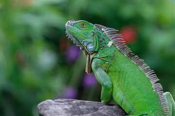 green iguana sitting on a stone