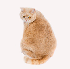 cat scottish straight cream - colored.
