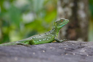 small iguana on a stone