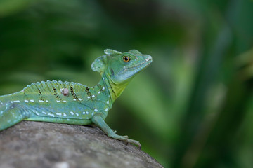 green iguana sitting on a stone