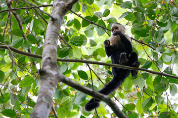 white headed capuchin monkey eating berries