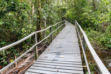 walking trail in tropical forest