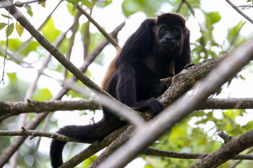 howler monkey in the trees