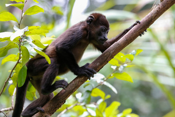 howler monkey climbing on a tree