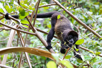 howler monkey in the trees