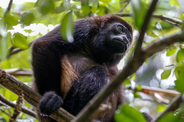 howler monkey in the trees