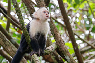 Naklejka na ściany i meble white headed capuchin monkey