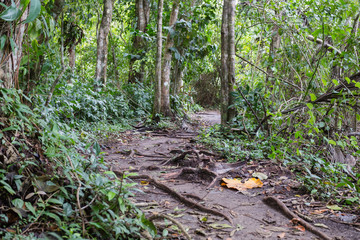 jungle trail costa rica