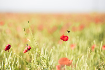 Bumble-bee  on meadow