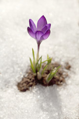 Crocuses grow on snow in a spring sunny day in the open. A beautiful blue flower, the time of flowering is Easter.