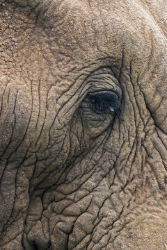 Extreme close up Skin and Eye of African Elephant