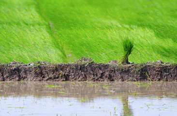  Rice plant in Indian field 