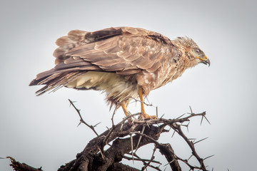 The Steppe Buzzard
