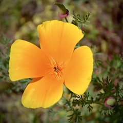 Fototapeta premium fleurs