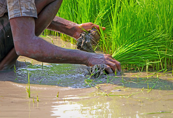  Indian farmer pluck up the seedling 