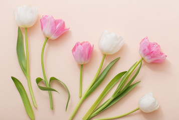 pink and white tulips on paper background