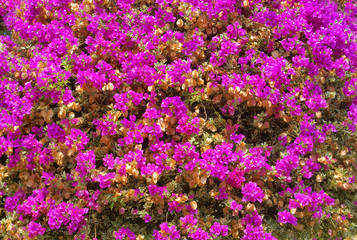 Obraz premium pink flowers background
