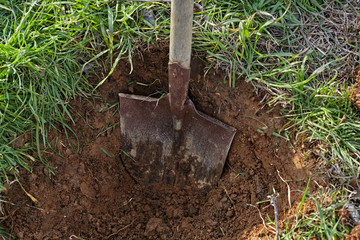 Shovel digs a hole for tree planting. - 193389819