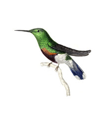 Illustration of a Hummingbird.