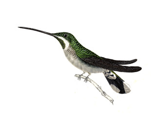Fototapeta premium Illustration of a Hummingbird.