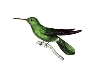 Illustration of a Hummingbird.