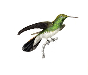 Illustration of a Hummingbird.