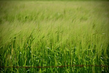 Obraz premium champs