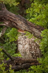 Spotted Eagle Owl