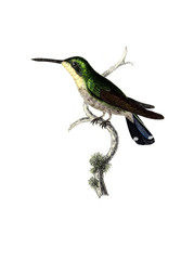 Illustration of a Hummingbird.