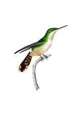 Illustration of a Hummingbird.