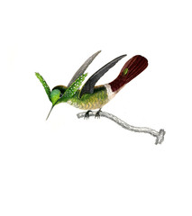 Illustration of a Hummingbird.