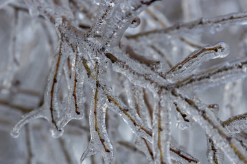 Branches fully encapsulated in ice