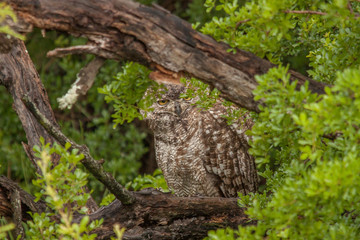 Fototapeta premium Spotted Eagle Owl