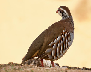 perdiz