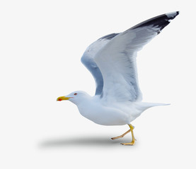 sea gull standing on his feet.
