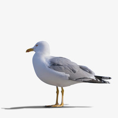 sea gull standing on his feet.