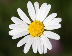 Obraz premium White oxeye daisy