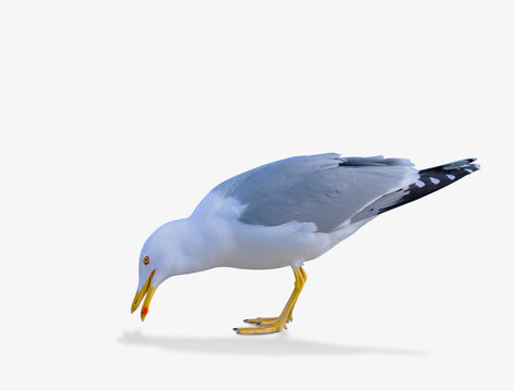 sea gull standing on his feet.